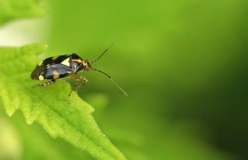 Réf. 48 759 : Liocoris tripustulatus