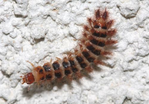 Drilus flavescens