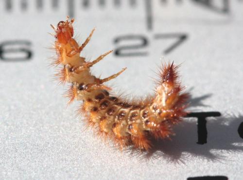 Drilus flavescens