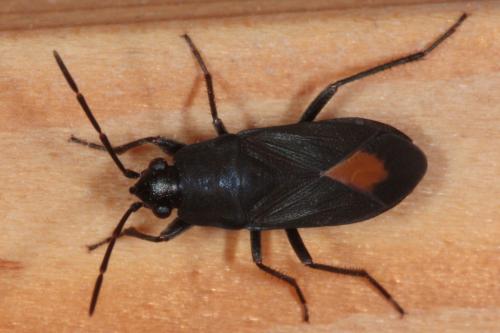 Aphanus rolandri