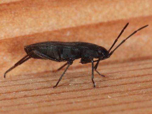 Aphanus rolandri