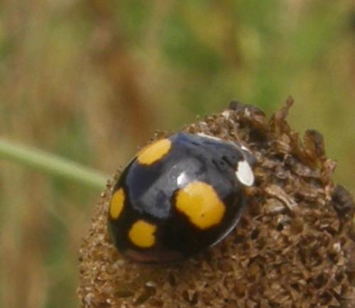 Harmonia axyridis