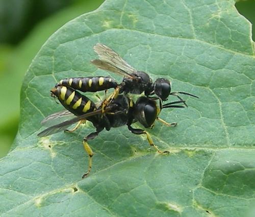 Réf. 48 770 : Ectemnius lapidarius