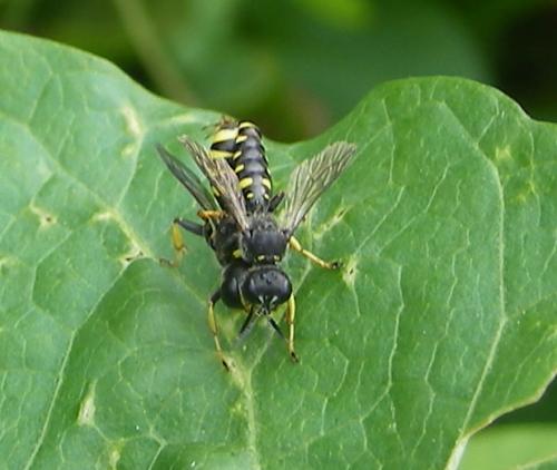Réf. 48 771 : Ectemnius lapidarius