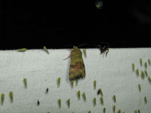 Heliothis viriplaca