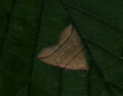 Herminia grisealis