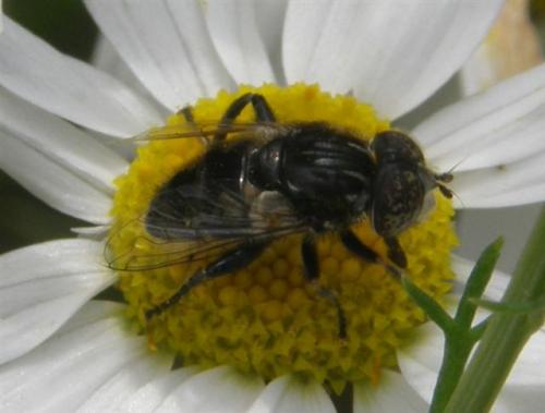 Eristalinus sepulchralis