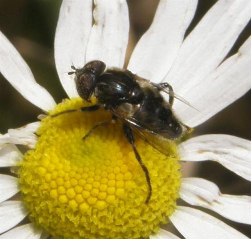Eristalinus sepulchralis