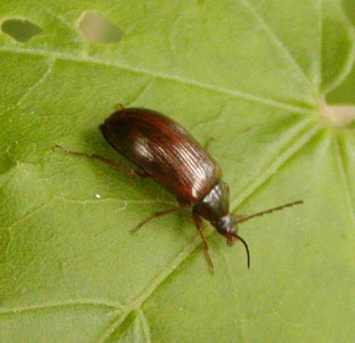 Réf. 48 972 : Gonodera luperus