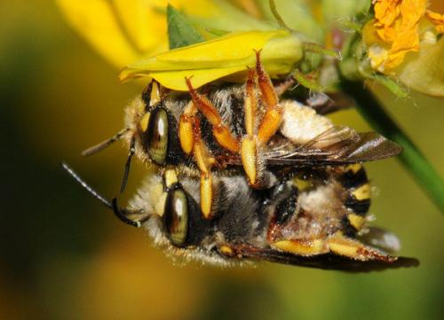 Anthidium oblongatum