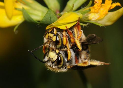 Anthidium oblongatum