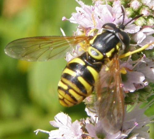 Chrysotoxum sp.