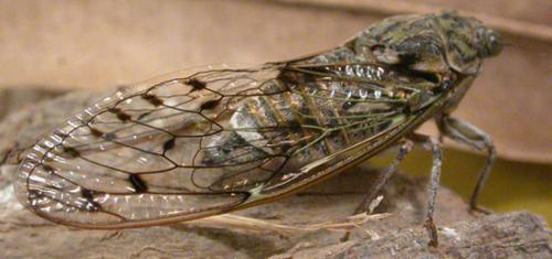 Réf. 48 722 : Cicada orni