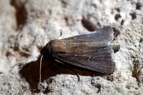 Lenisa geminipuncta