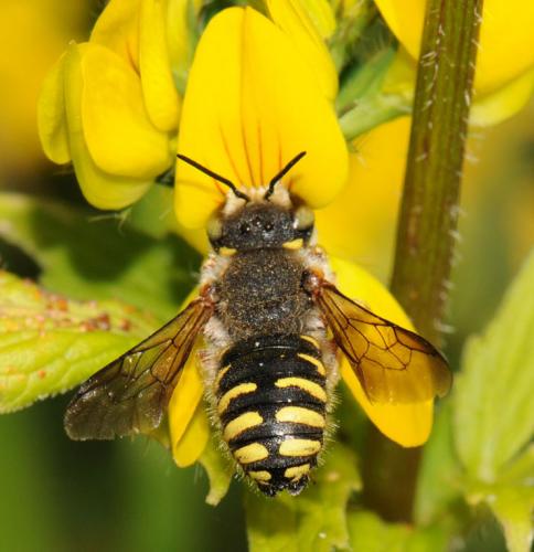 Réf. 48 589 : Anthidium oblongatum