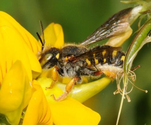 Anthidium oblongatum