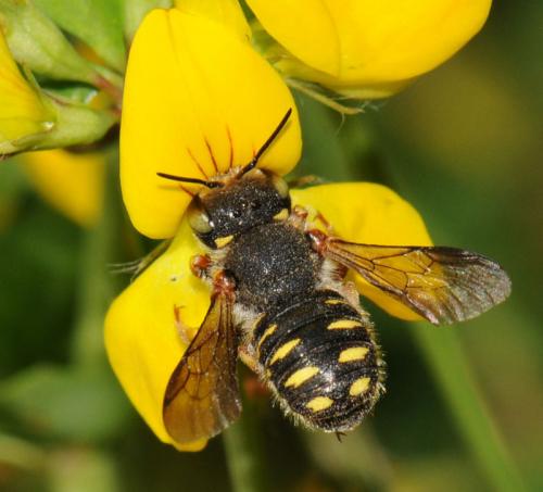 Anthidium oblongatum