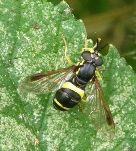 Chrysotoxum bicinctum