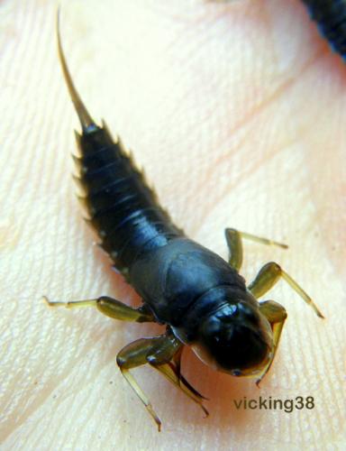 Oligoneuriella sp.
