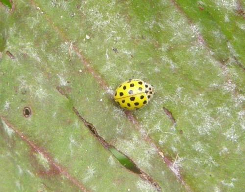 Psyllobora vigintiduopunctata