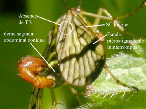 Panorpa communis