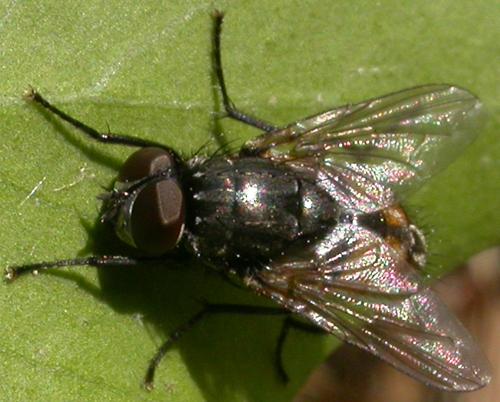 Réf. 48 799 : Musca autumnalis