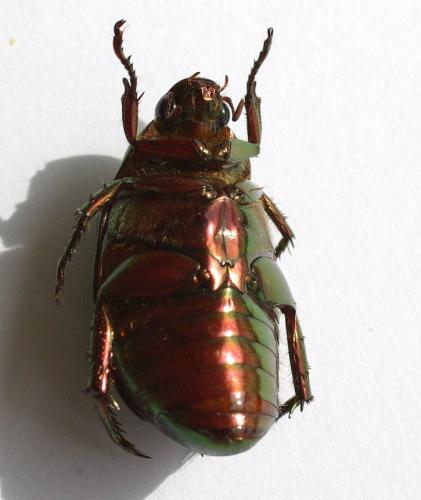 Réf. 48 276 : Anomala cupripes