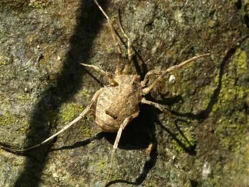 Odiellus spinosus