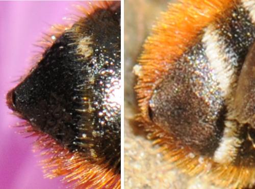 Megachile sp.