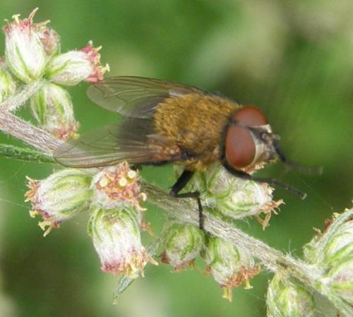 Pollenia sp.
