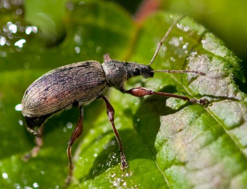 Réf. 48 307 : Phyllobius glaucus