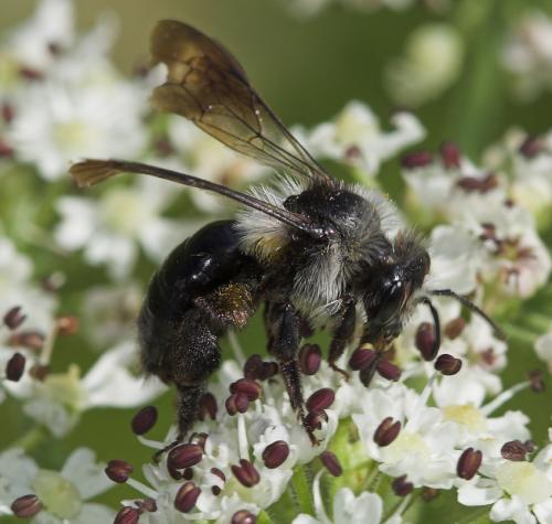 Andrena sp.