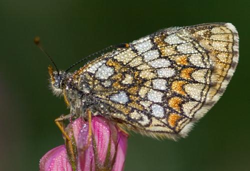 Melitaea sp.