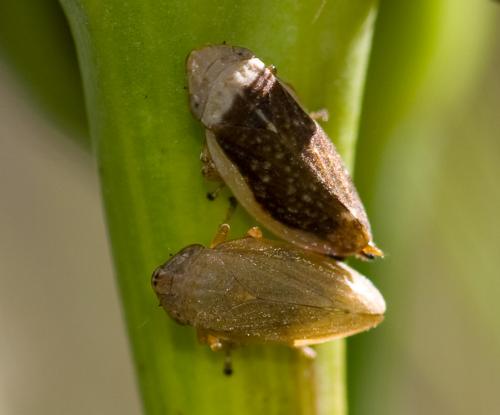Philaenus spumarius