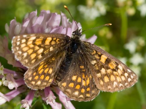 Réf. 48 352 : Melitaea sp.