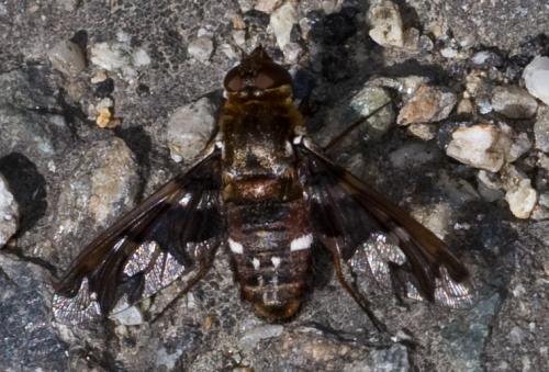 Réf. 48 393 : Exoprosopa capucina