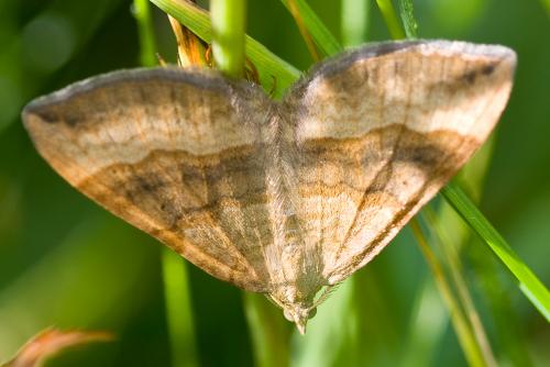 Réf. 48 384 : Scotopteryx chenopodiata