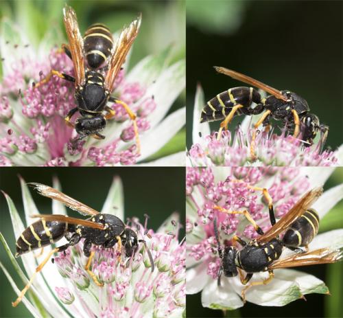 Réf. 48 504 : Polistes biglumis