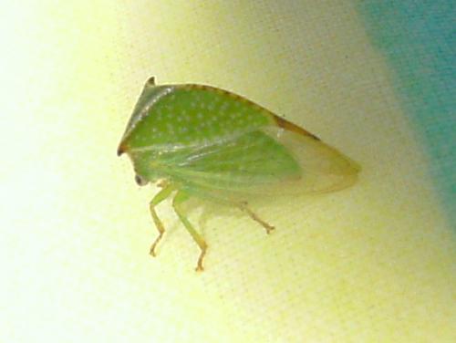 Stictocephala bisonia