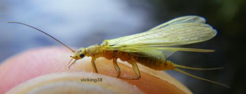 Isoperla sp.