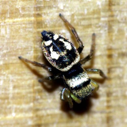 Réf. 48 493 : Heliophanus apiatus