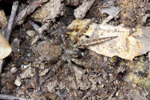 Arctosa similis