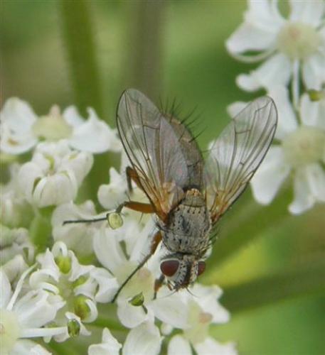 Solieria sp.