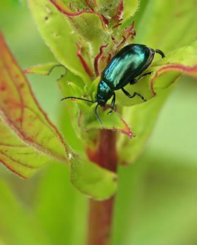 Altica sp.