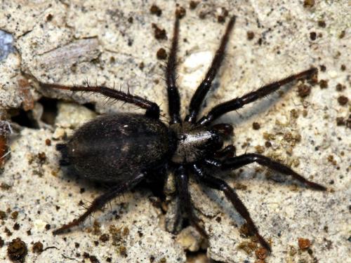 Réf. 48 810 : Callilepis concolor