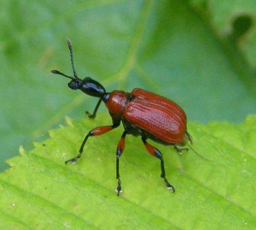 Apoderus coryli