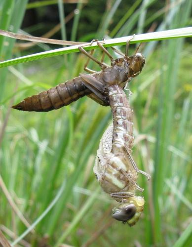Aeshna juncea