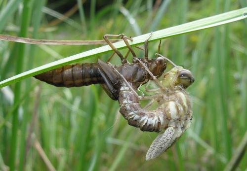 Aeshna juncea