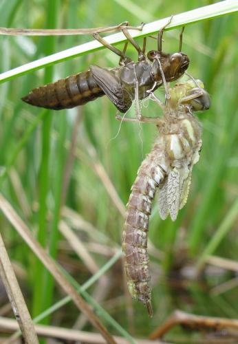 Aeshna juncea