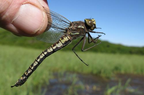 Réf. 48 239 : Aeshna caerulea